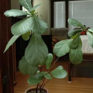 Droopy Fiddle Leaf Fig Leaves
