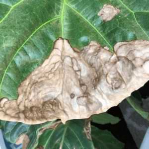 Dryness Fiddle Leaf Fig Leaves