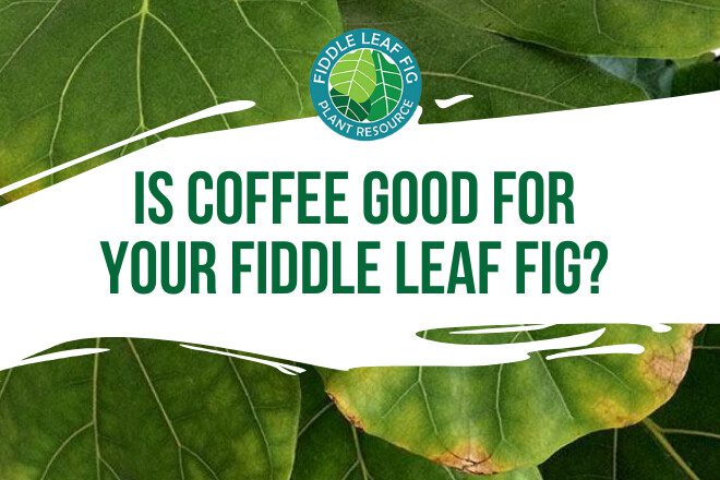 You may have heard of people using coffee or coffee grounds on their fiddle leaf figs. But, is coffee good for fiddle leaf fig plants? Read more here!