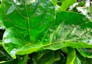 Low Humidity Fiddle Leaf FIg