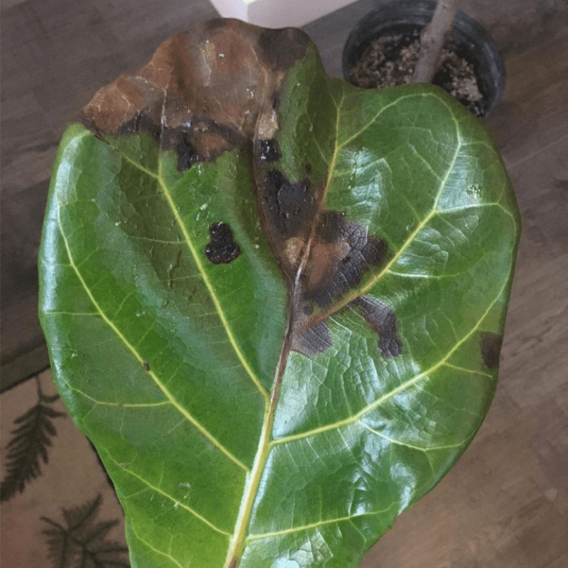 Du bliver bedre Råd Pick up blade Fiddle Leaf Fig Spots: Photo Troubleshooting Guide