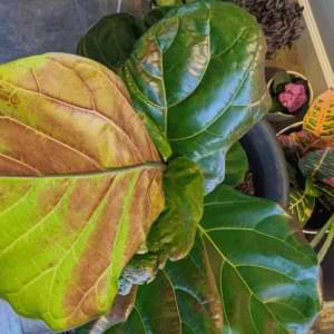 Sunburn Fiddle Leaf Fig Leaves