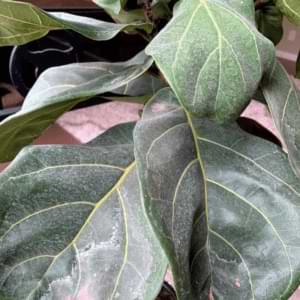 White Spots Fiddle Leaf Fig Leaves