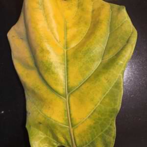 Yellow Fiddle Leaf Fig Leaf