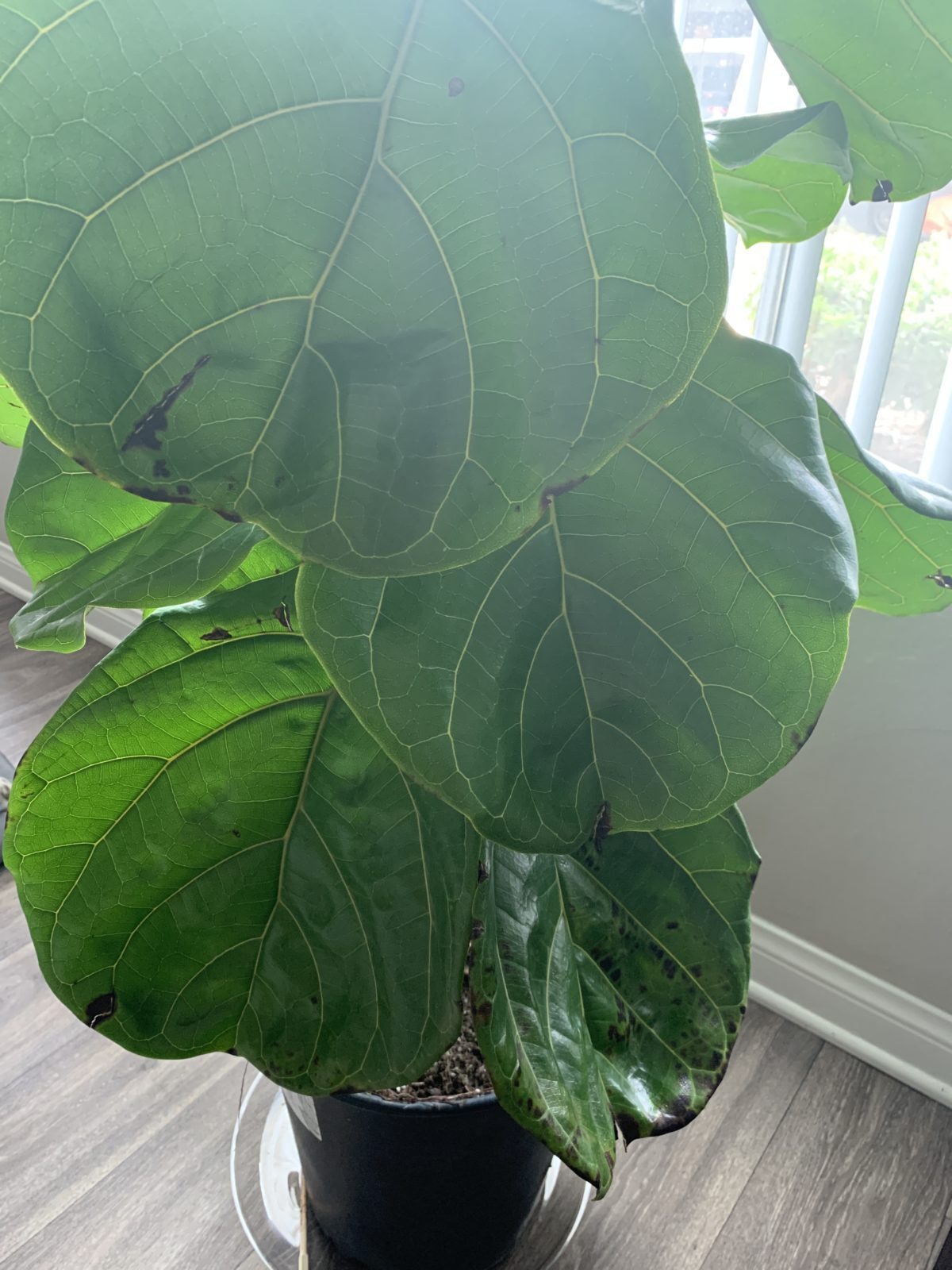 Diagnosing brown spots The Fiddle Leaf Fig Plant Resource