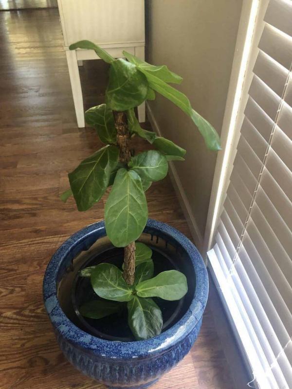 Is Your Fiddle Leaf Fig Dying? The Fiddle Leaf Fig Plant Resource