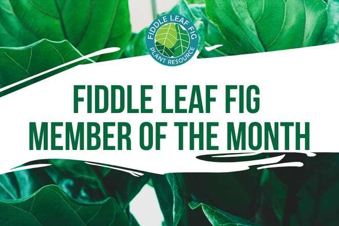 Join our Fiddle Leaf Fig Facebook Group and interact for the chance to become the Fiddle Leaf Fig member of the Month! Join, post, and share!