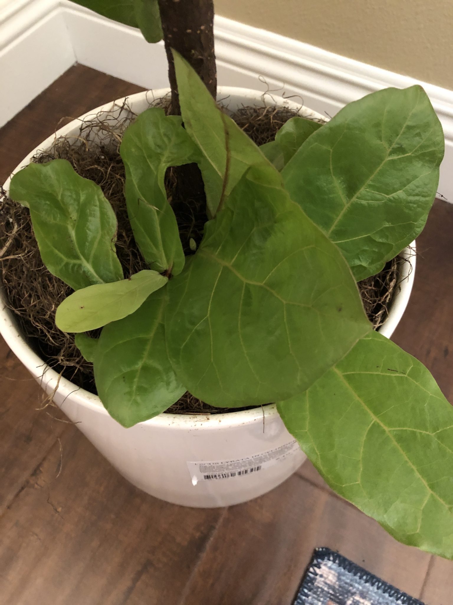 New to FLF Dropping leaves The Fiddle Leaf Fig Plant