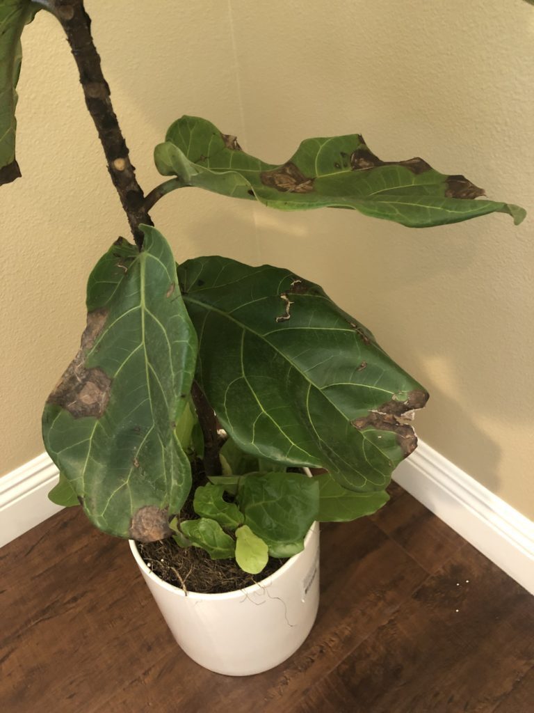 New to FLF Dropping leaves The Fiddle Leaf Fig Plant Resource