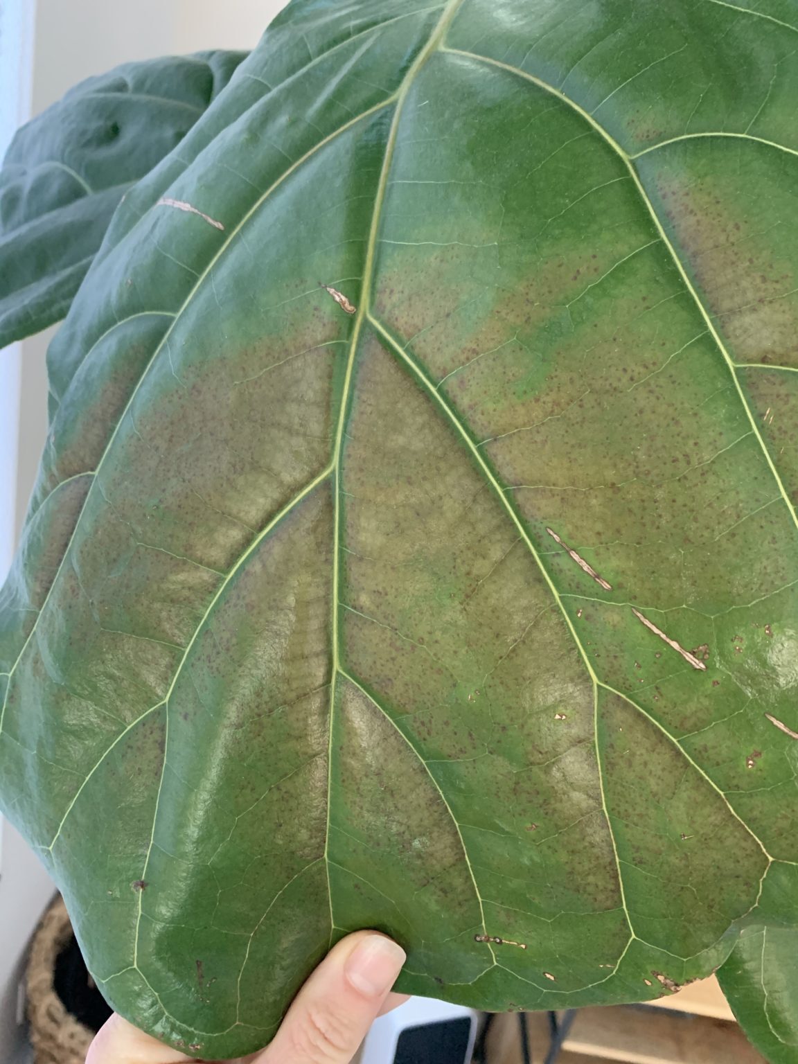 Top heavy, brown spots and dry spots The Fiddle Leaf Fig Plant Resource