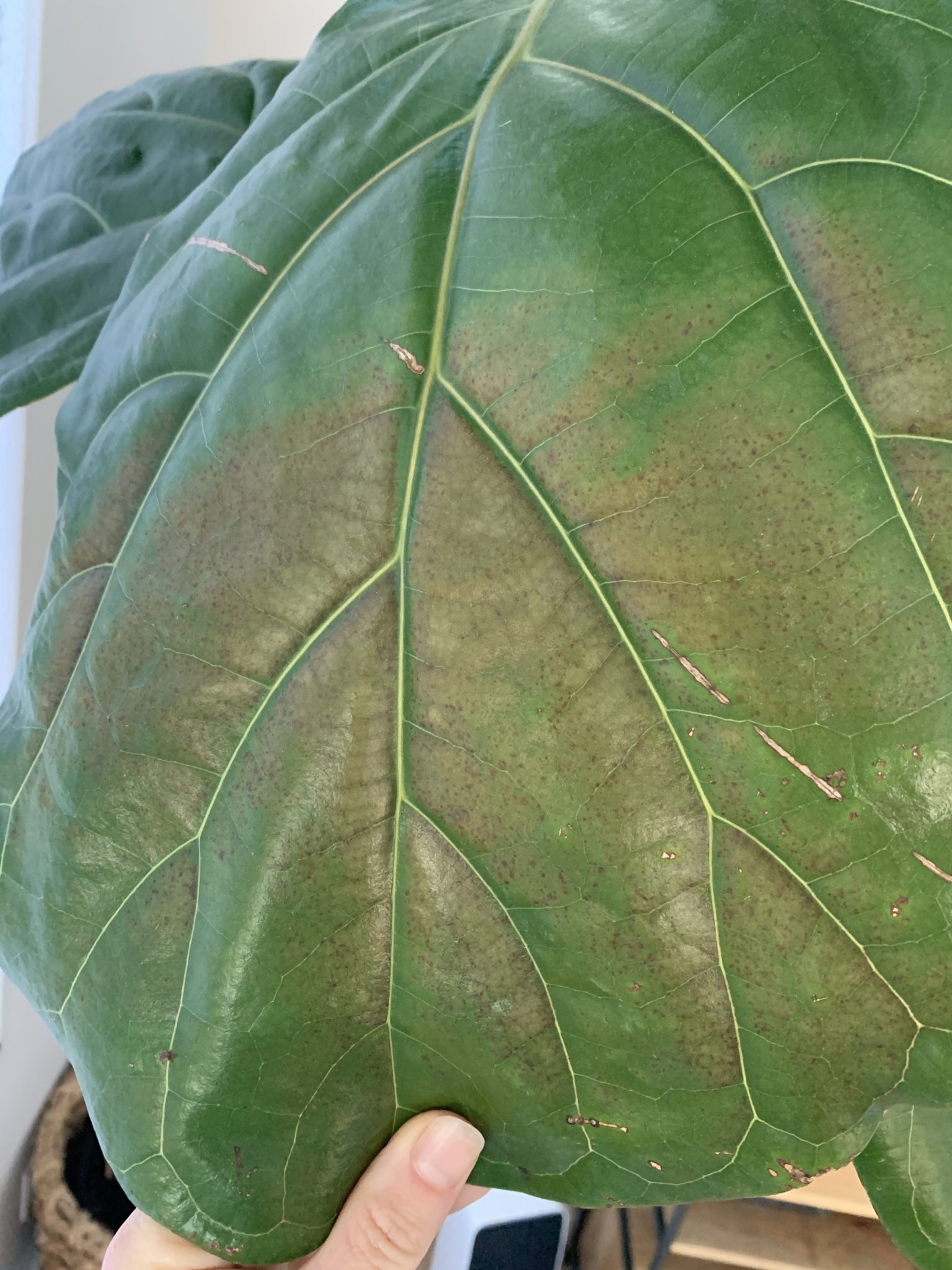 Top Heavy Brown Spots And Dry Spots The Fiddle Leaf Fig Plant Resource