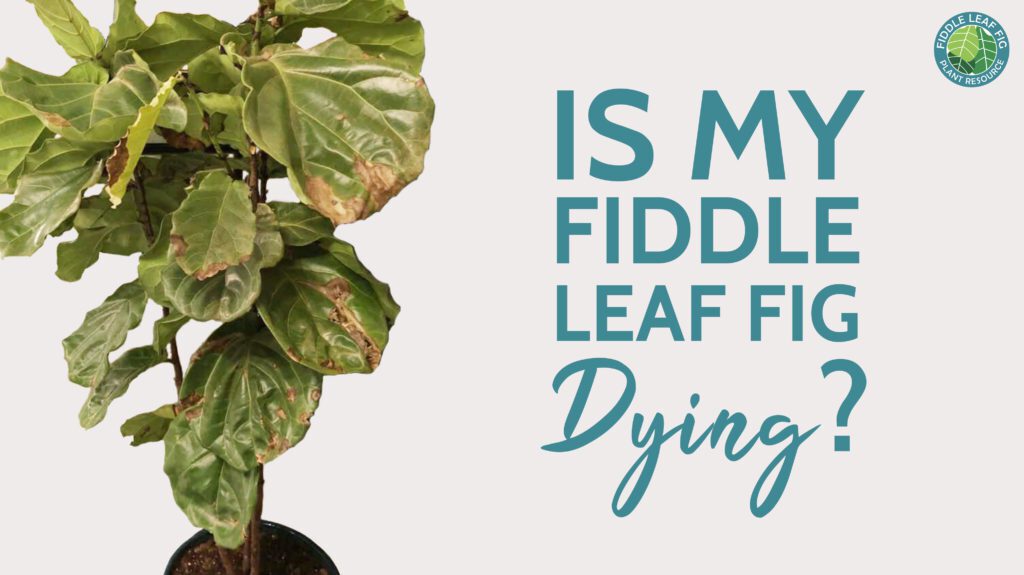 Is your fiddle leaf fig dying? Learn the signs of a sick fiddle leaf fig and what you can do to revive it.