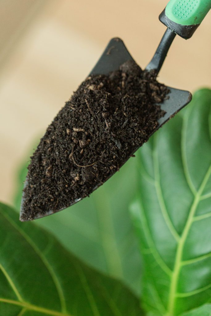 Top 10 Fiddle Leaf Fig Products and Tools | The Fiddle ...