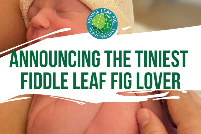 Tiniest Fiddle Leaf Fig Lover