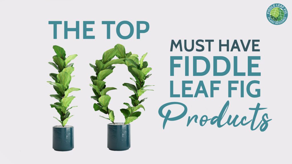 The Top 10 Fiddle Leaf Fig Products and Accessories