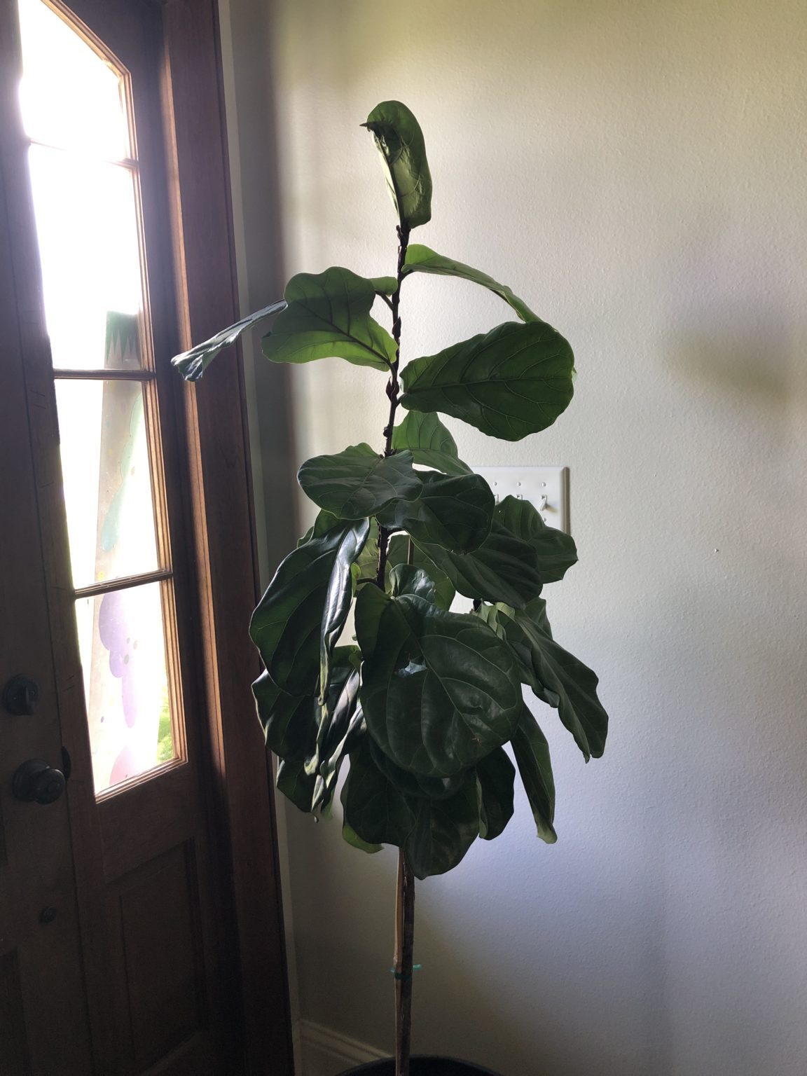 Droopy leaves The Fiddle Leaf Fig Plant Resource