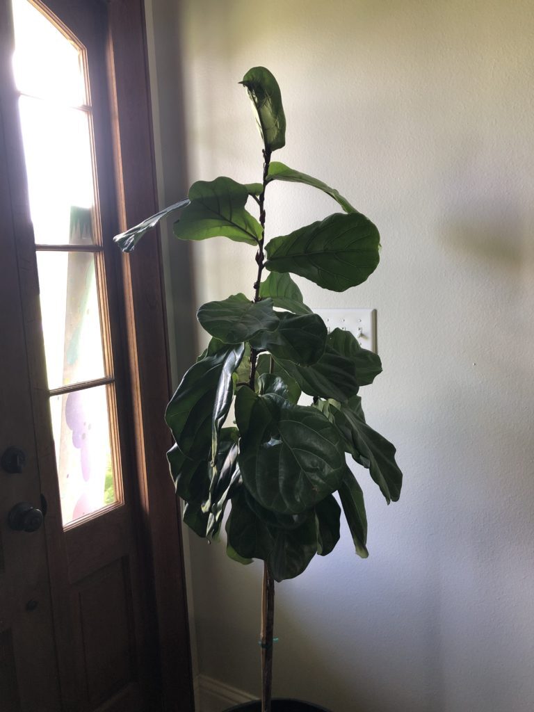 Droopy leaves The Fiddle Leaf Fig Plant Resource