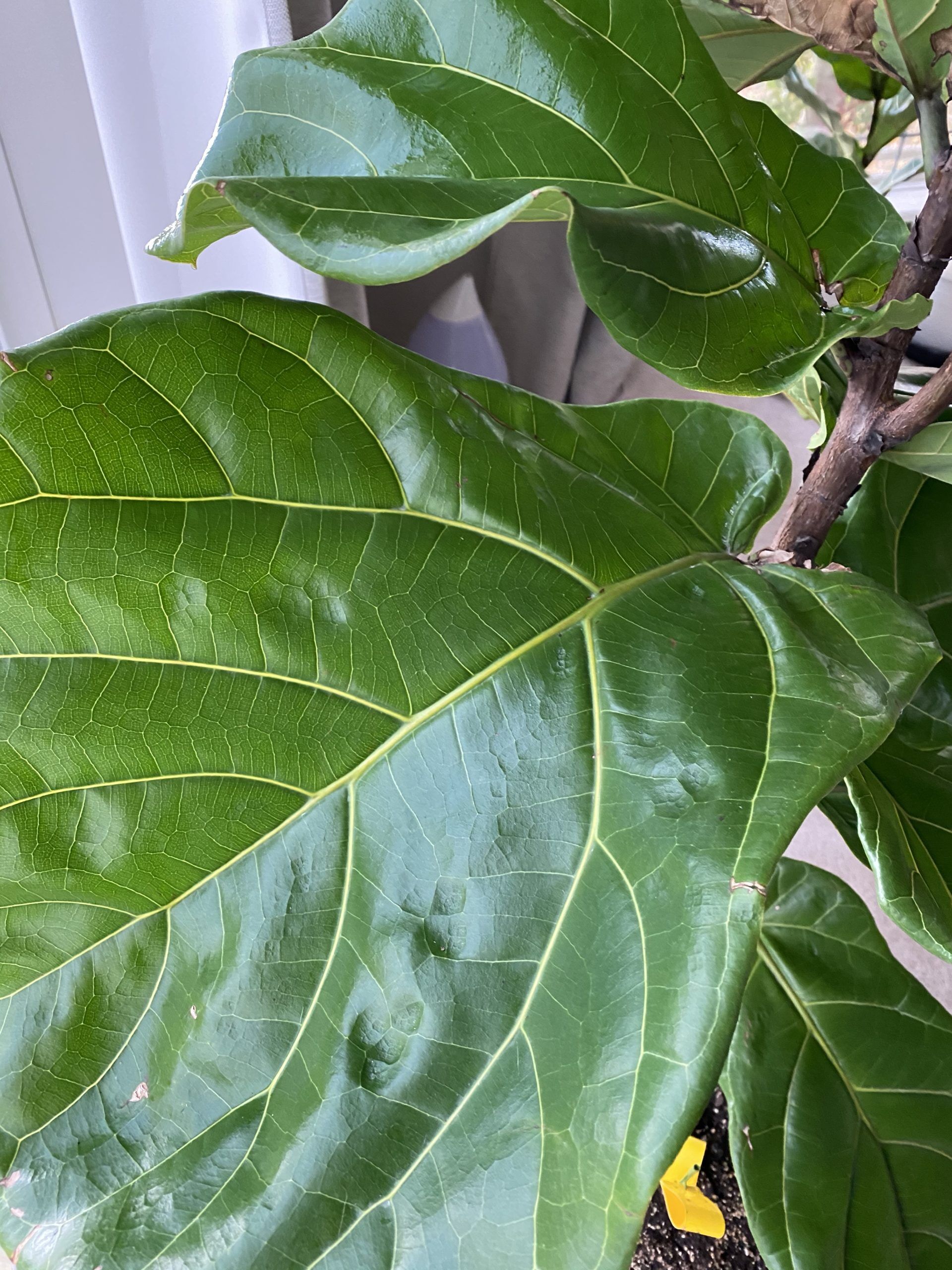 Brown spot draft or moisture issue? The Fiddle Leaf Fig