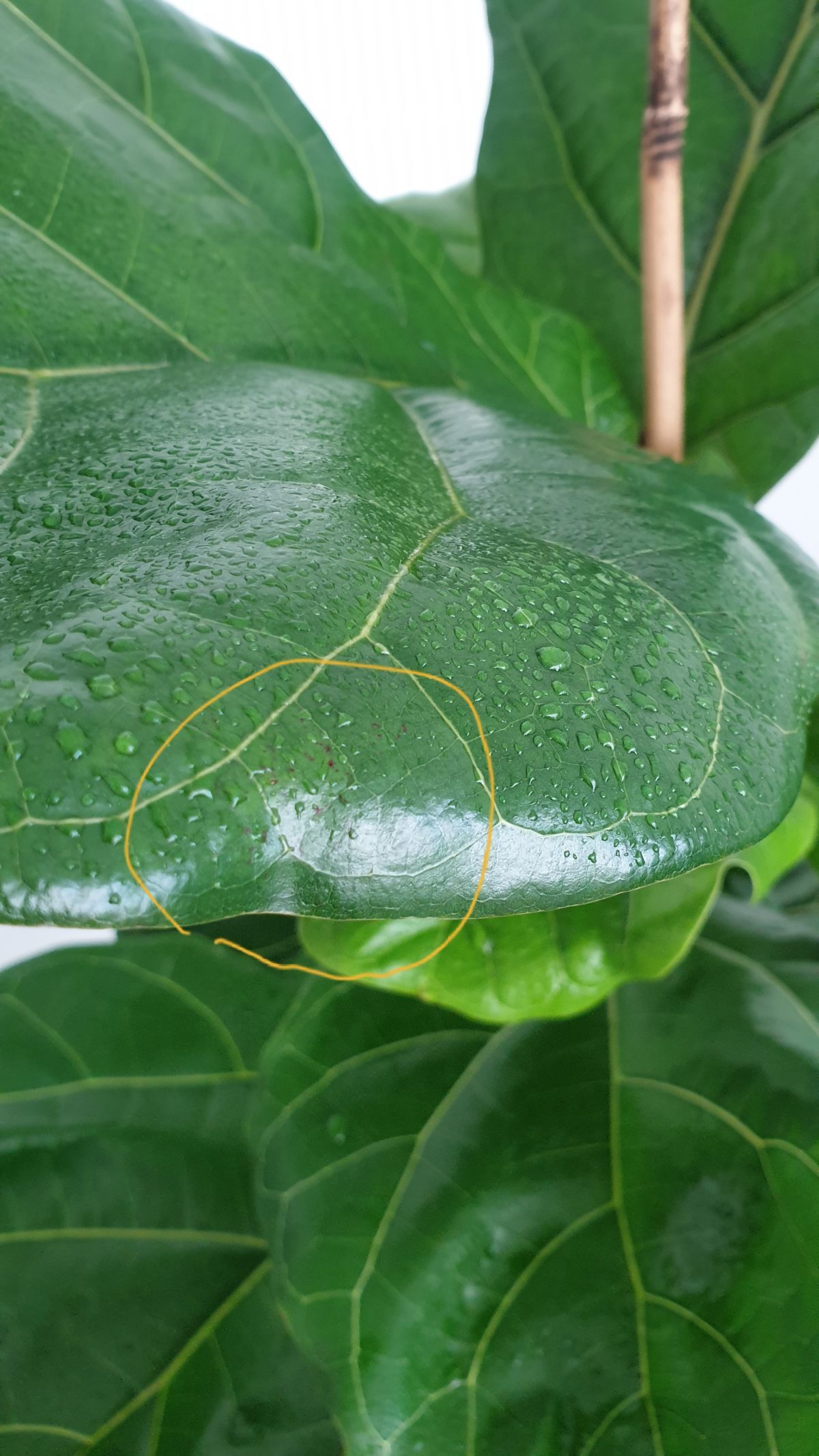 How Do You Identify Spider Mites On A Fiddle Leaf Fig? | The Fiddle