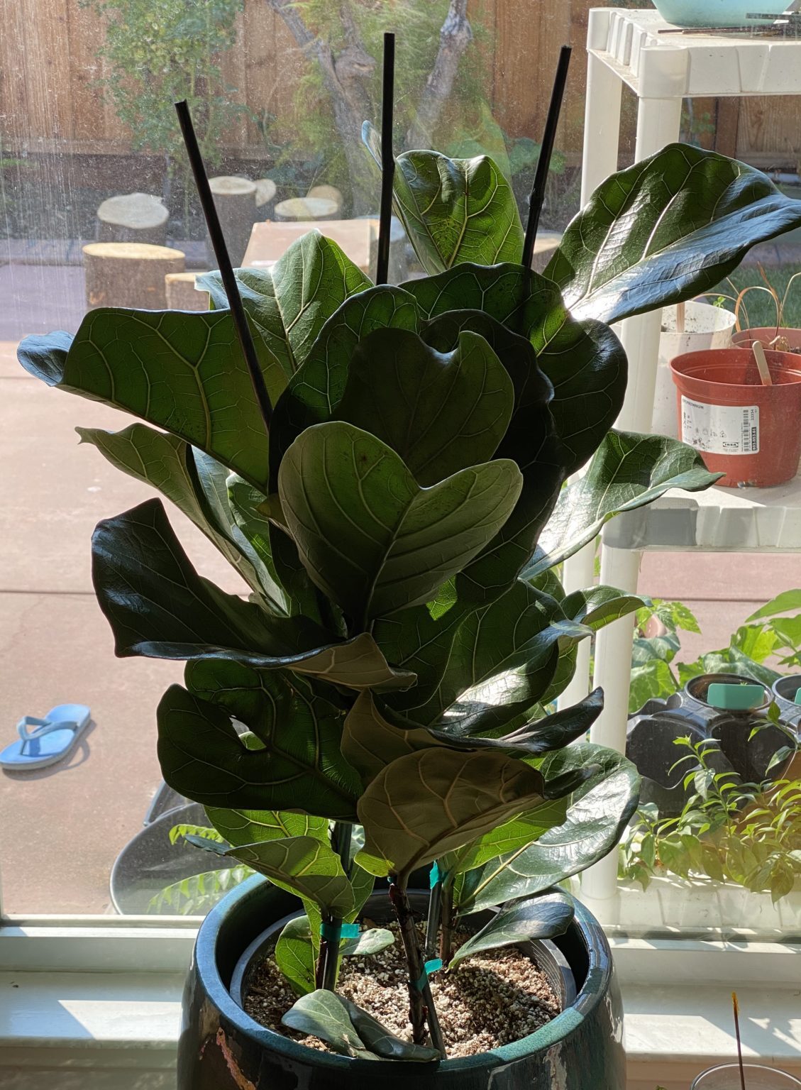 Fiddle leaf in south facing window The Fiddle Leaf Fig