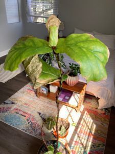 Is my fiddle coming back to life? | The Fiddle Leaf Fig ...