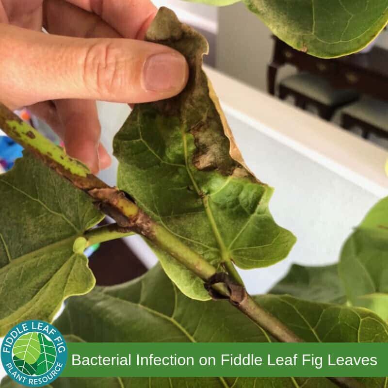 Bacterial Infection on Fiddle Leaf Fig Leaves