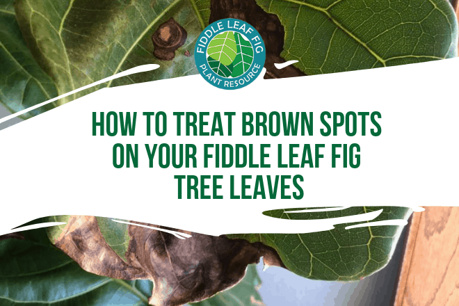 Do you have brown spots on fiddle leaf fig leaves? Here’s how to determine what is causing the brown spots and how to save your plant!