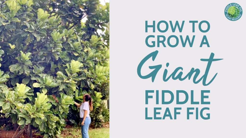 Do you want to grow a giant fiddle leaf fig, but are not sure how? Learn the steps to grow a large, tall, and lush fiddle leaf fig.