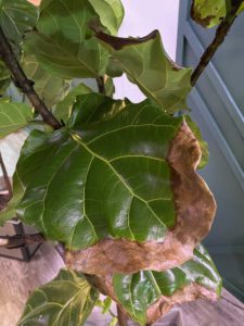 BROWN SPOTS MULTIPLYING- Root Rot or Dry Plant | The Fiddle Leaf Fig