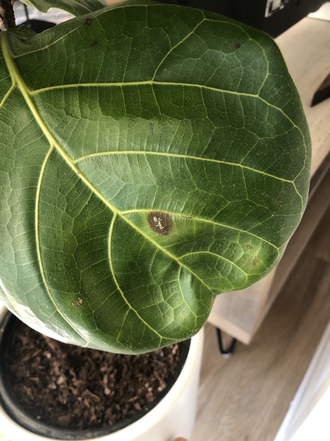 Fiddle Leaf Fig Bacterial Infection Treatment - Best Fungicide For Fiddle Leaf Fig