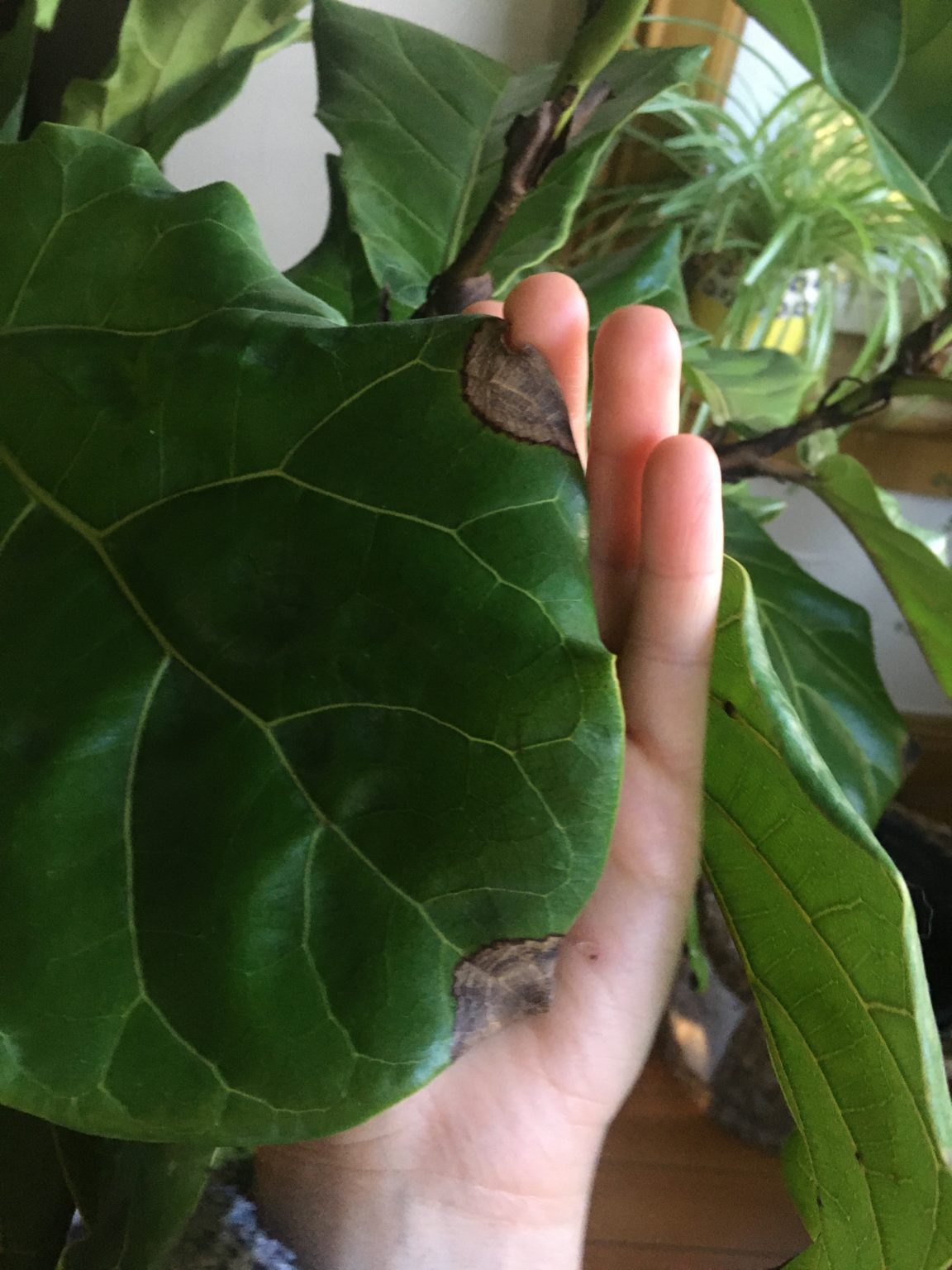 Bacterial infection vs dryness? The Fiddle Leaf Fig