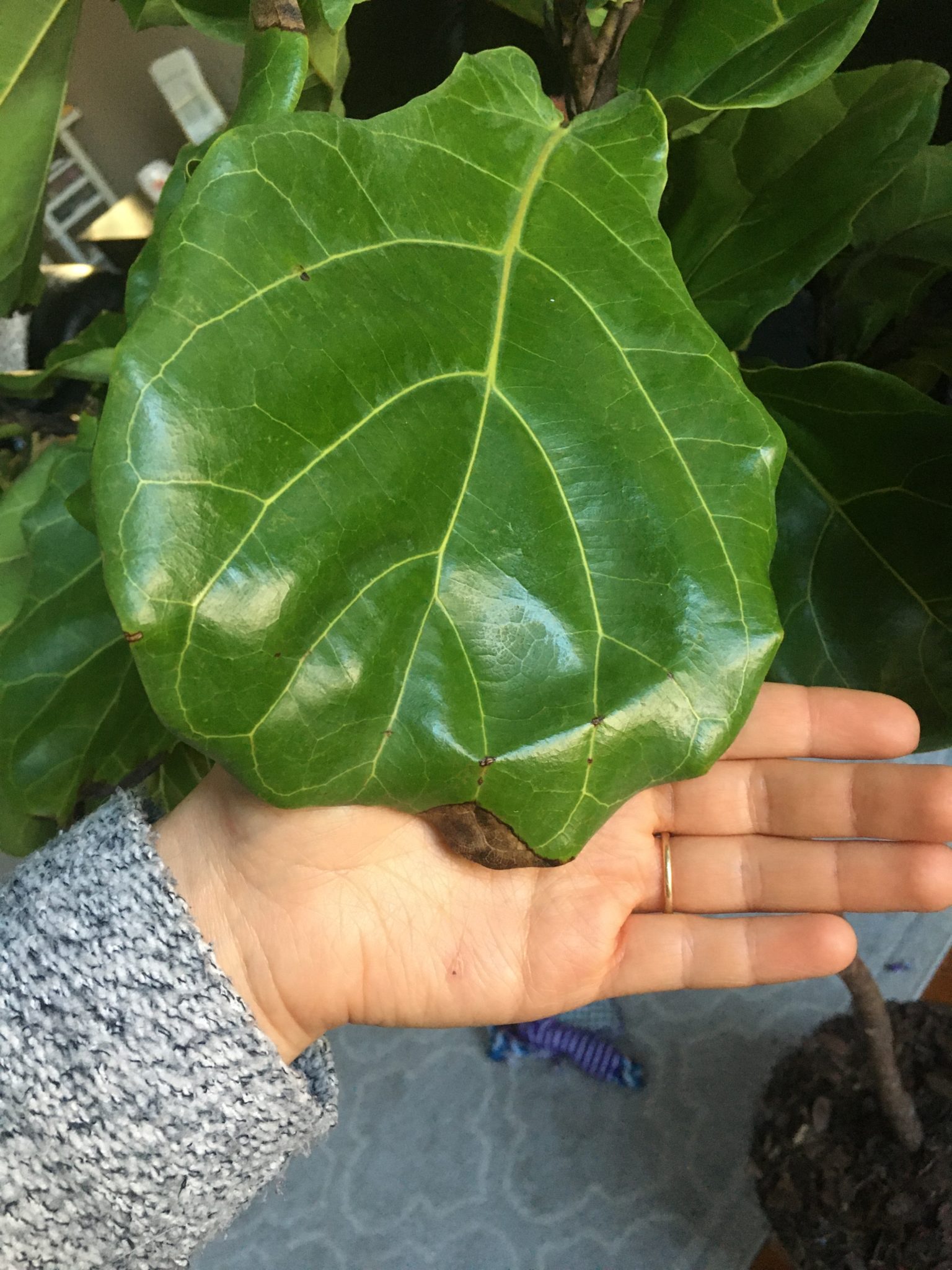 Bacterial infection vs dryness? The Fiddle Leaf Fig