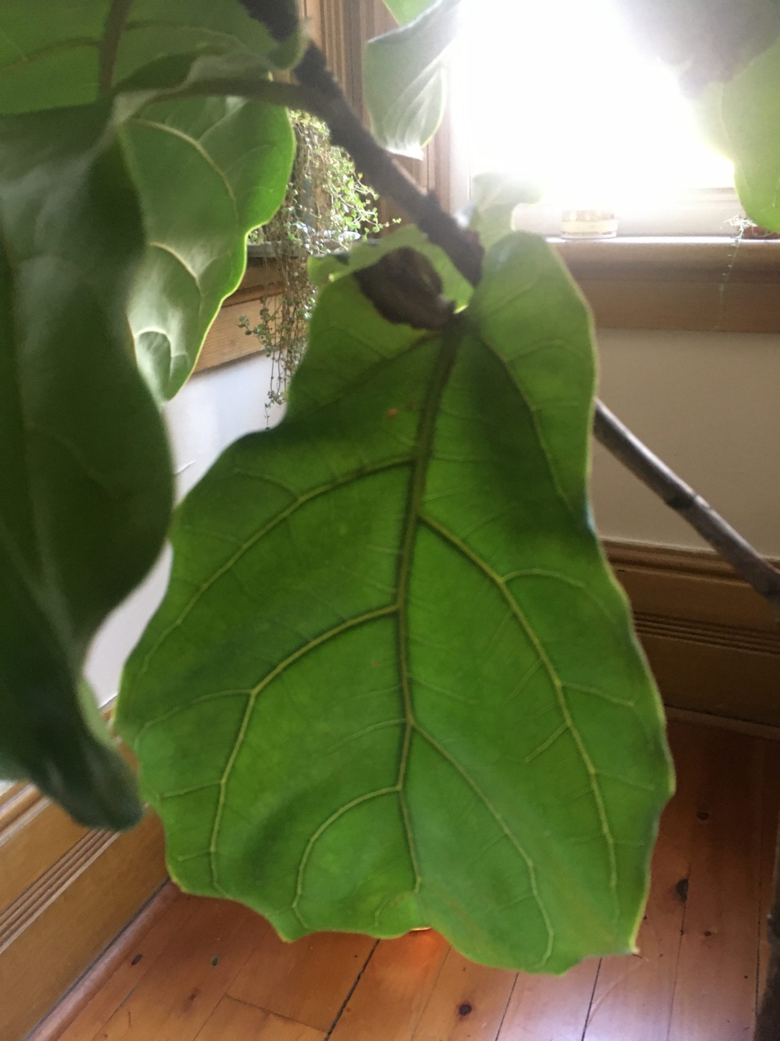 Bacterial infection vs dryness? The Fiddle Leaf Fig