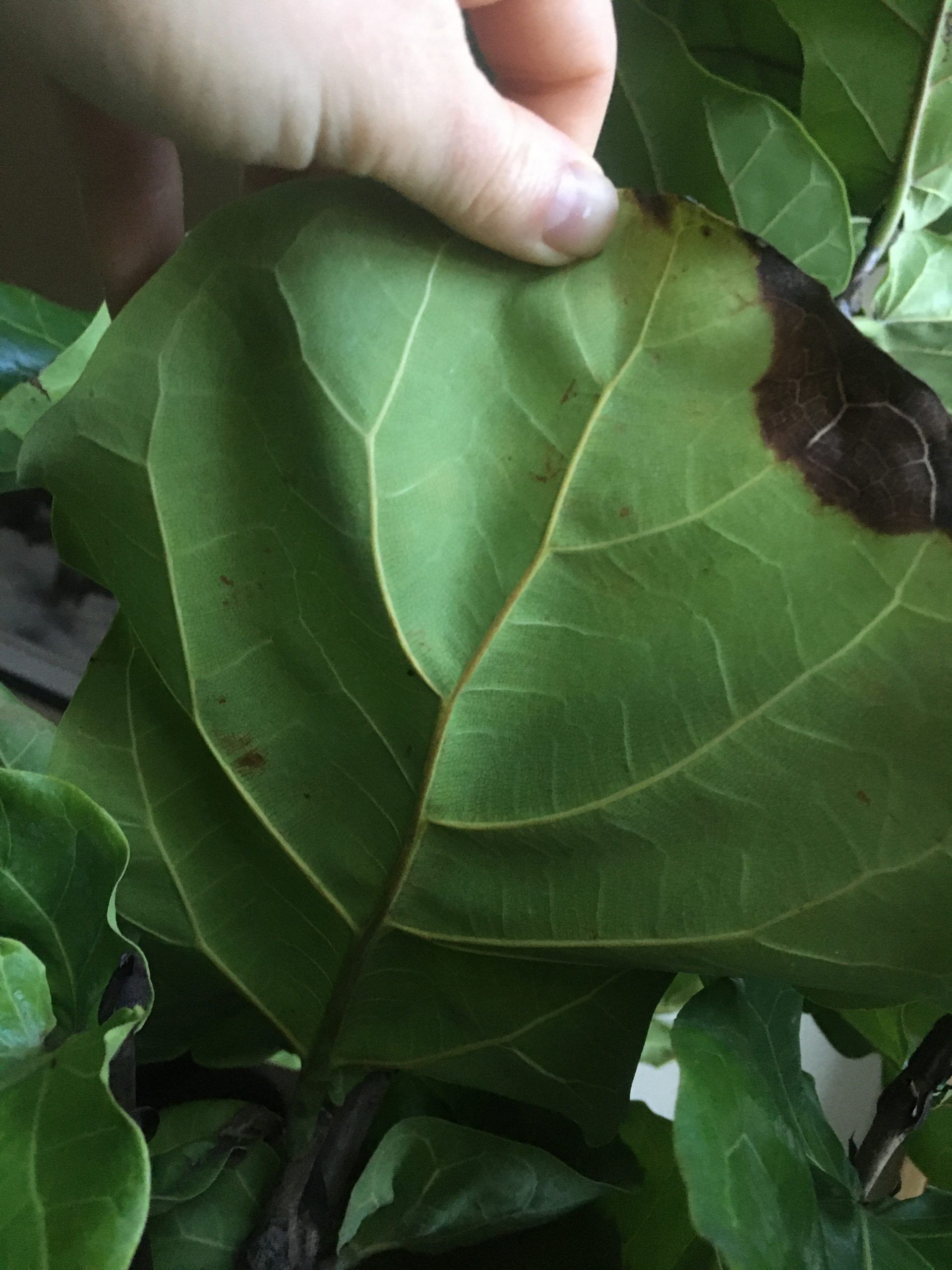 Bacterial infection vs dryness? | The Fiddle Leaf Fig Plant Resource