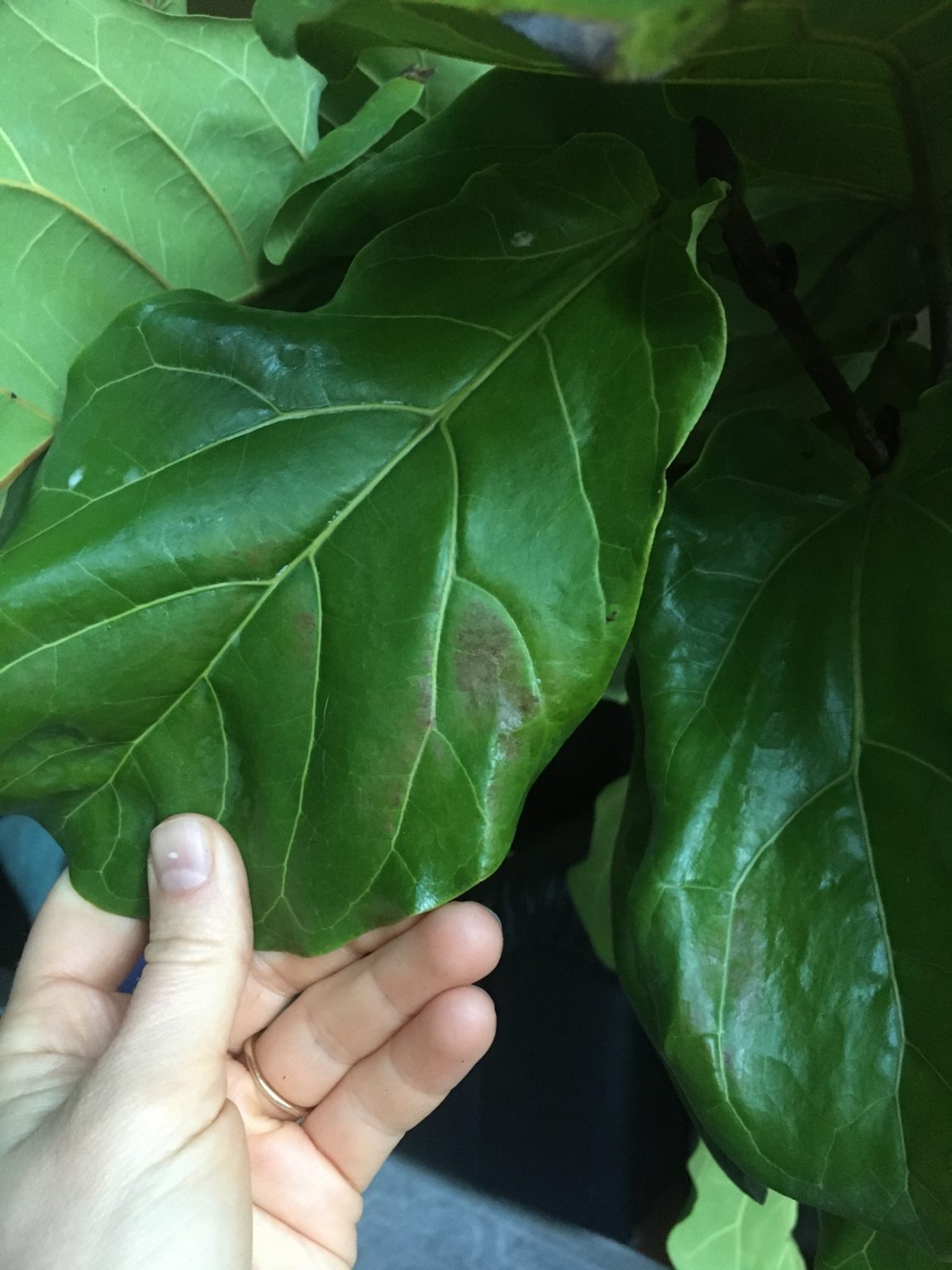 Bacterial infection vs dryness? The Fiddle Leaf Fig