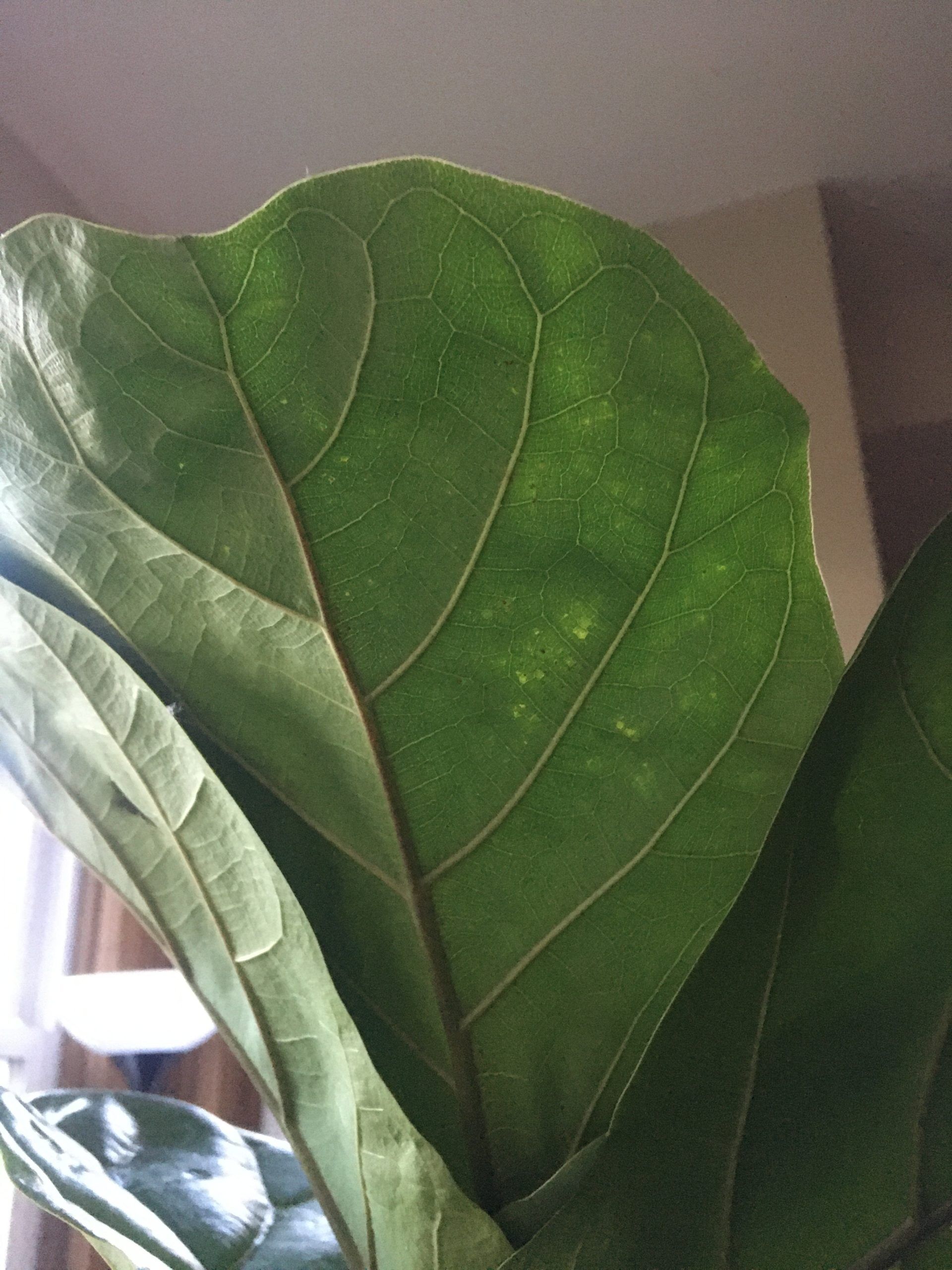 Bacterial Infection Fiddle Leaf Fig Reddit - bacterial infection fiddle leaf fig reddit