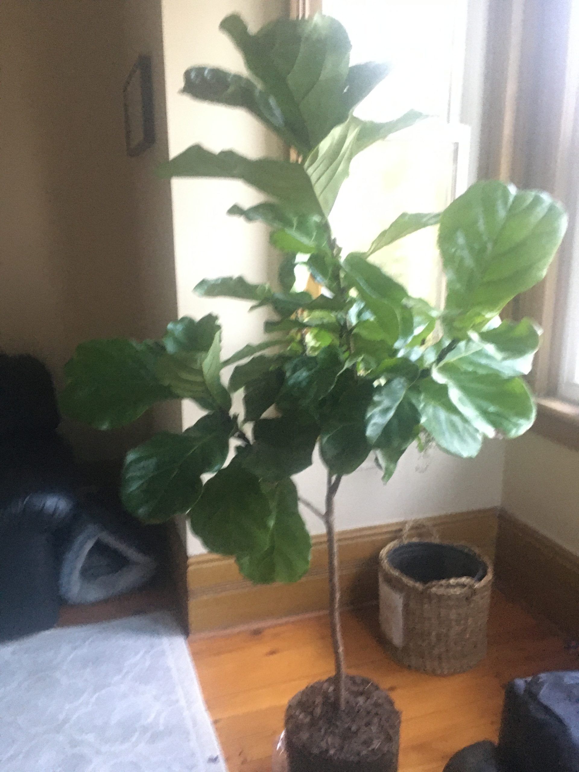 Bacterial infection vs dryness? The Fiddle Leaf Fig