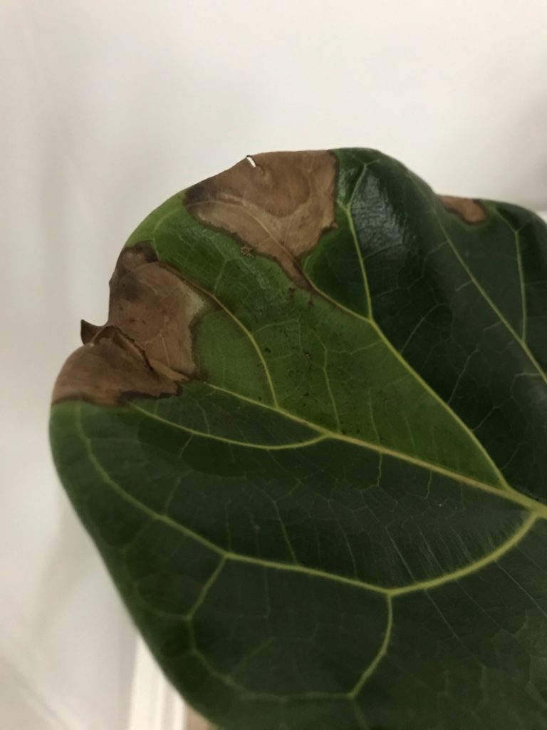 Best Drainage Pot For Fiddle Leaf Fig - Self Watering Pot For Fiddle Leaf Fig