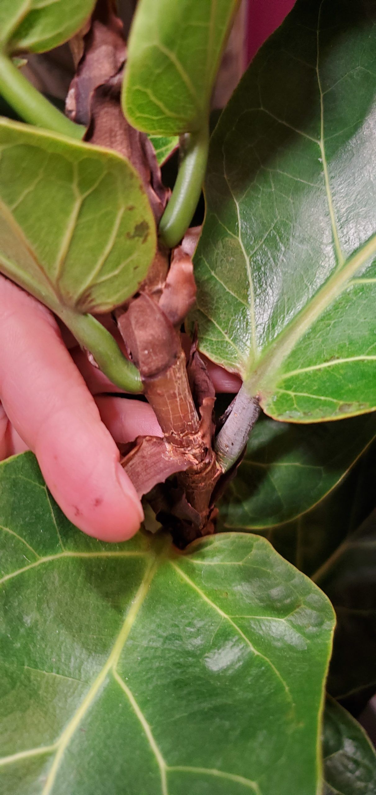 Trunk damage from leaning? | The Fiddle Leaf Fig Plant Resource