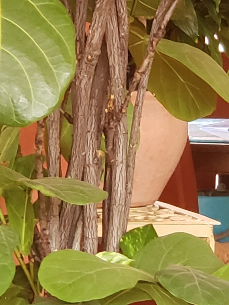 How do I fell this beast? The Fiddle Leaf Fig Plant Resource