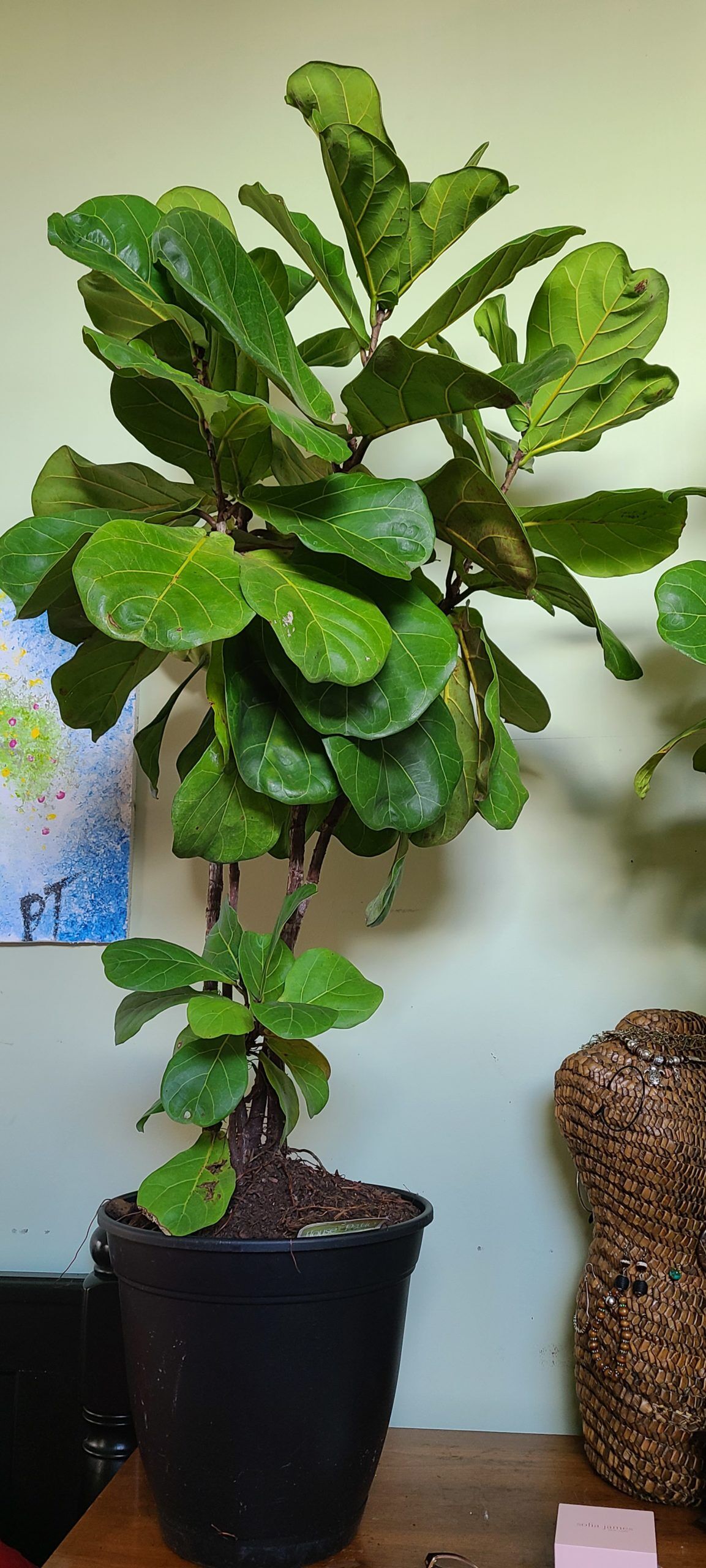 Should I separate my Fiddle leaf Fig or take care of the ...