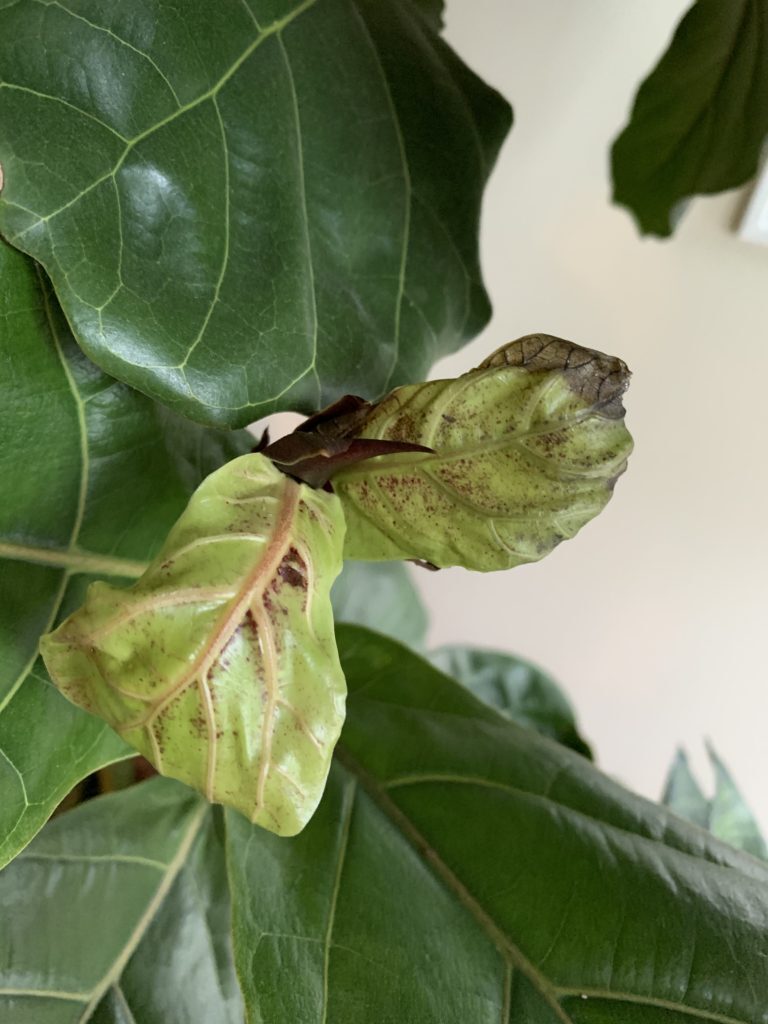 New leaves/buds falling off The Fiddle Leaf Fig Plant Resource