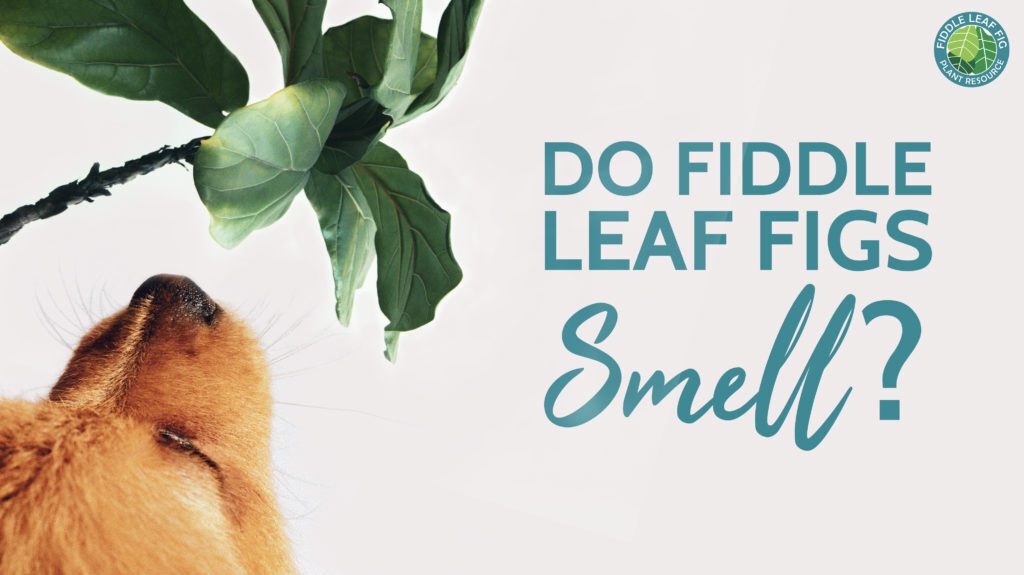 Are you wondering if fiddle leaf fig trees smell? Discover what may be the cause of your foul smelling tree and how to fix it.