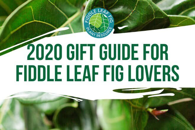 Fiddle Leaf Fig Gift Ideas
