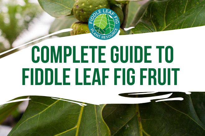 Fiddle Leaf FIg fruit is rare to see however, they are abundunt in the wild. Read our complete guide on fiddle leaf fig fruit.