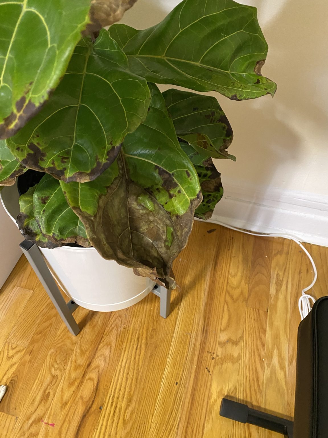Dont know whats wrong with my plant The Fiddle Leaf Fig Plant Resource