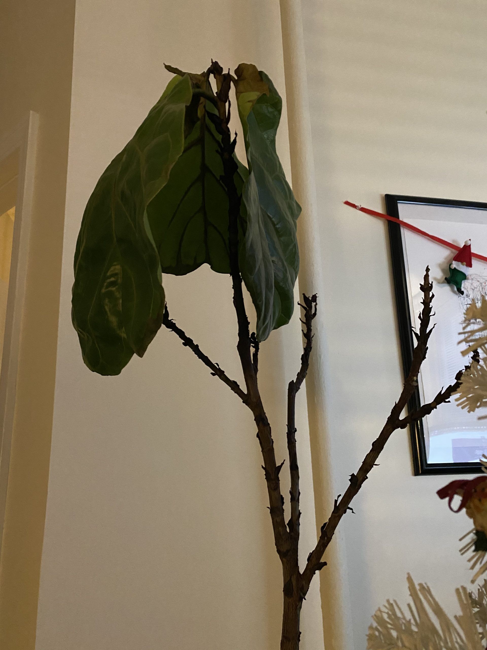 Dying FLF HELP! The Fiddle Leaf Fig Plant Resource