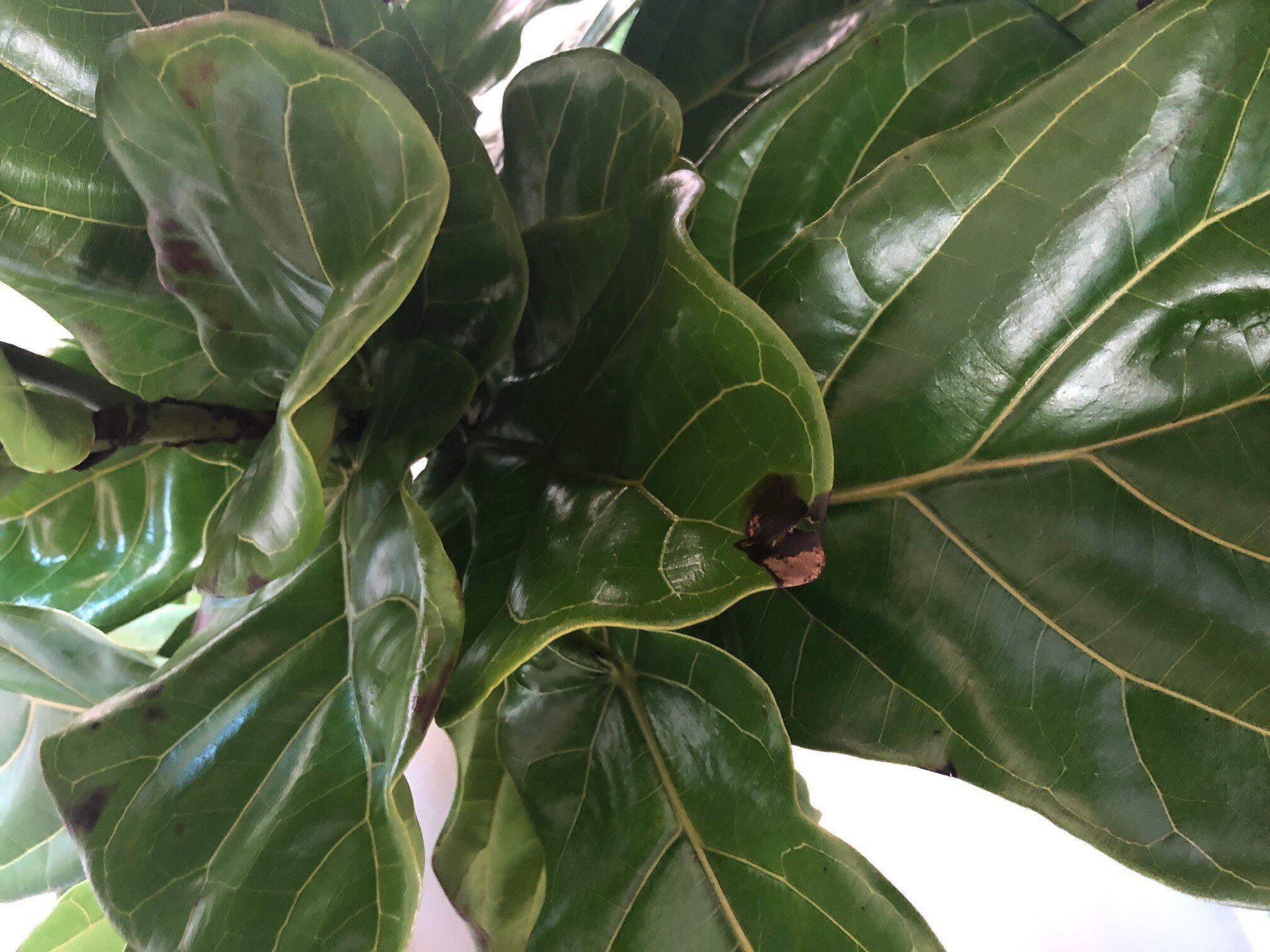 black-spots-on-fig-leaves