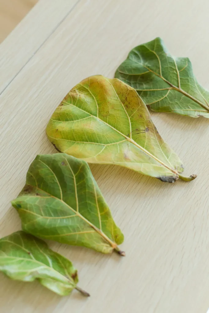 Sick Fiddle Leaf Fig Leaves: What to Do if Your Fiddle Leaf Fig Is Dropping Leaves-Fiddle Leaf Fig Plant Resource-fiddleleaffigplant.com