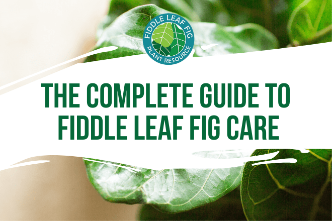 The Complete Guide to Fiddle Leaf Fig Care